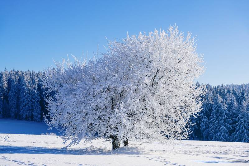 Winterschlaf